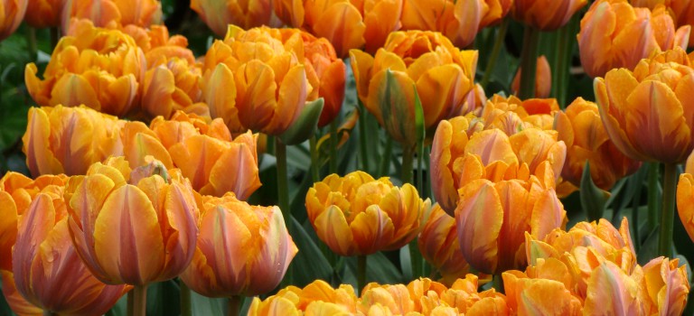 Tulipany